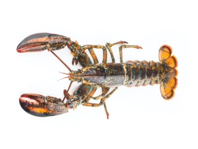 Lobster